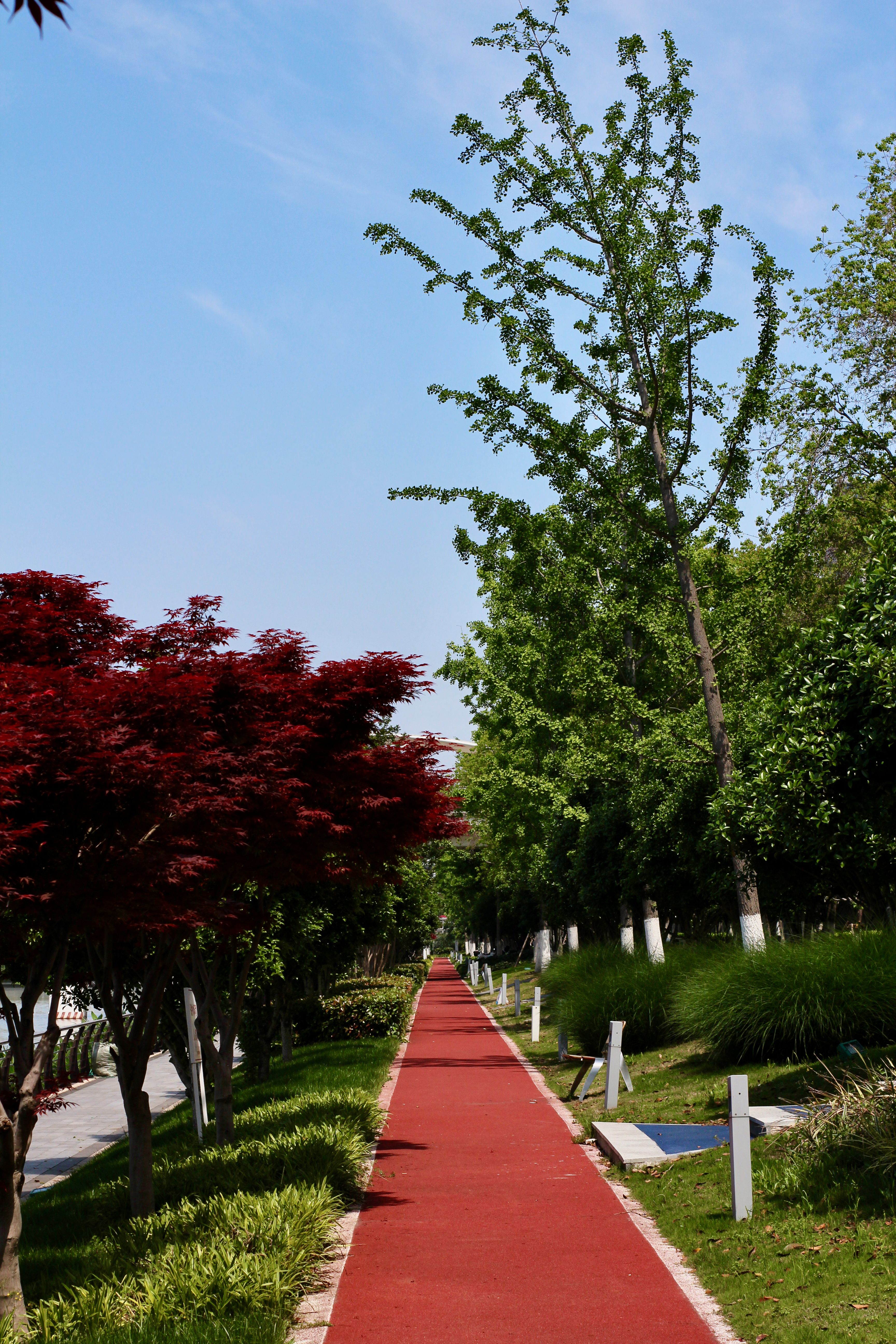 Scenic Red Pathway Lined with Green and Red Trees · Free Stock Photo