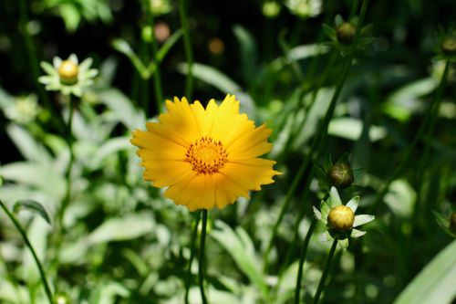 Free Vibrant yellow Coreopsis flower in full bloom with surrounding green foliage. Stock Photo