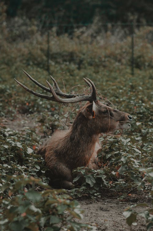 Cerf Brun Couché Sur Le Sol