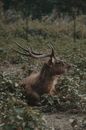 Brown Deer Lying on Ground