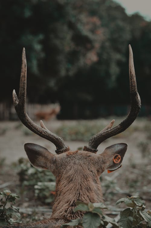 無料 森の中の茶色の鹿 写真素材