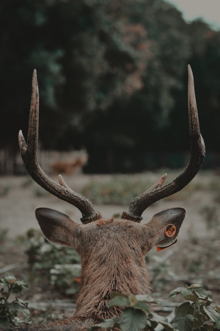 Brown Deer In The Forest