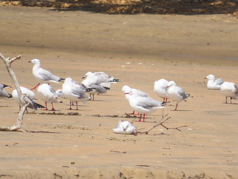 Person walking near trees in soft light