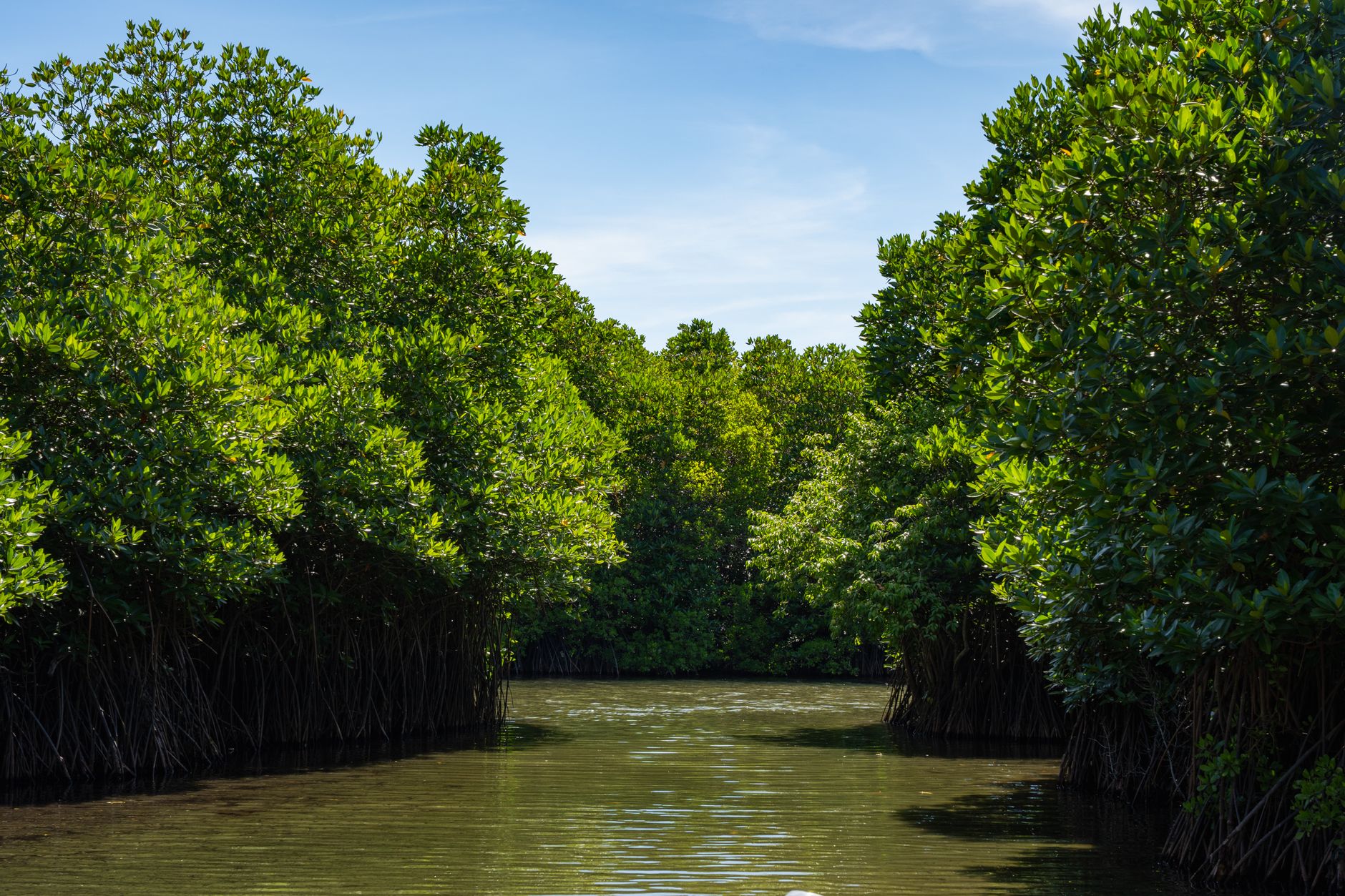 Explore the lush mangrove forests of Batticaloa Lagoon, Eastern Province, Sri Lanka.