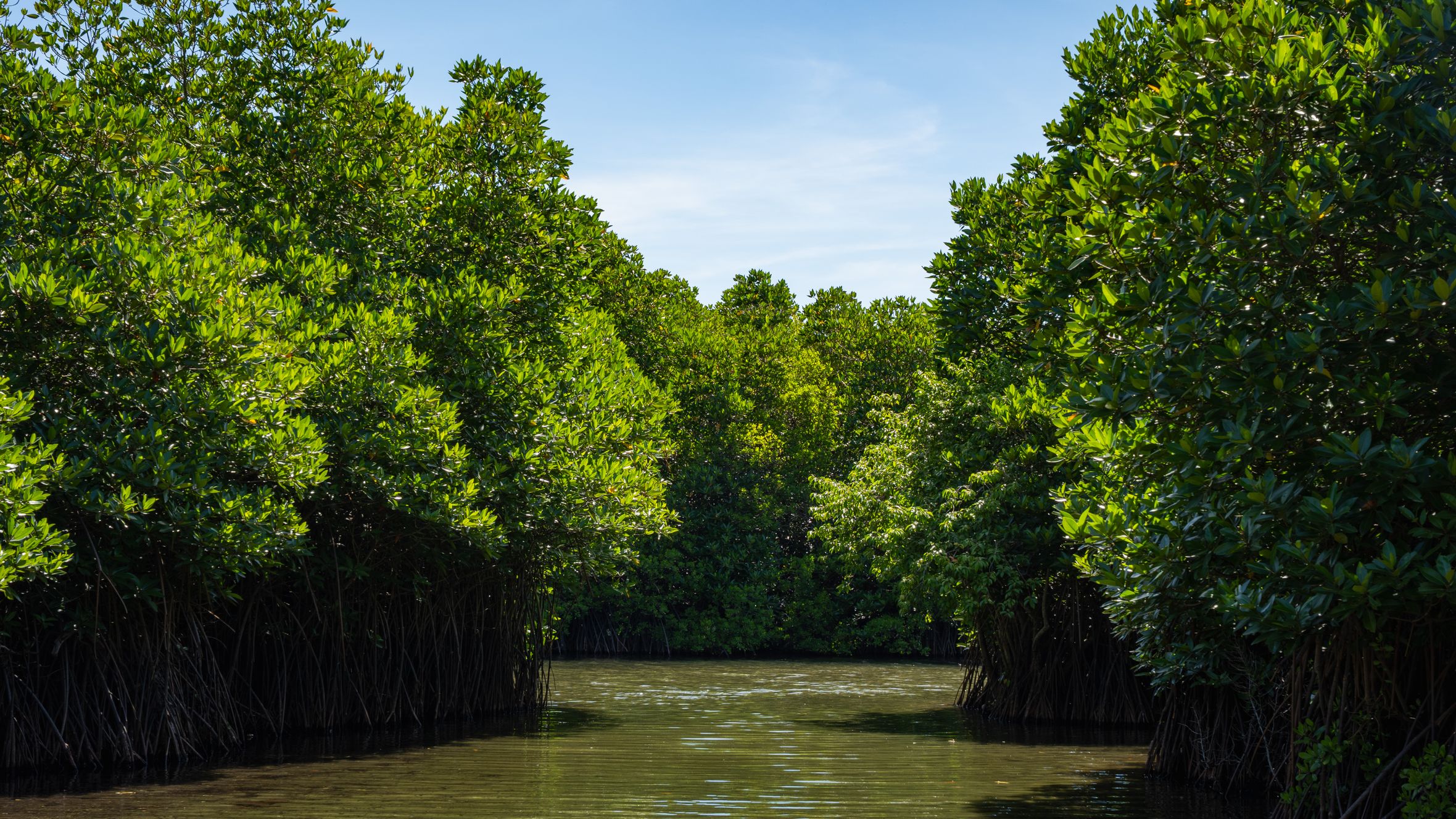 Explore the lush mangrove forests of Batticaloa Lagoon, Eastern Province, Sri Lanka.