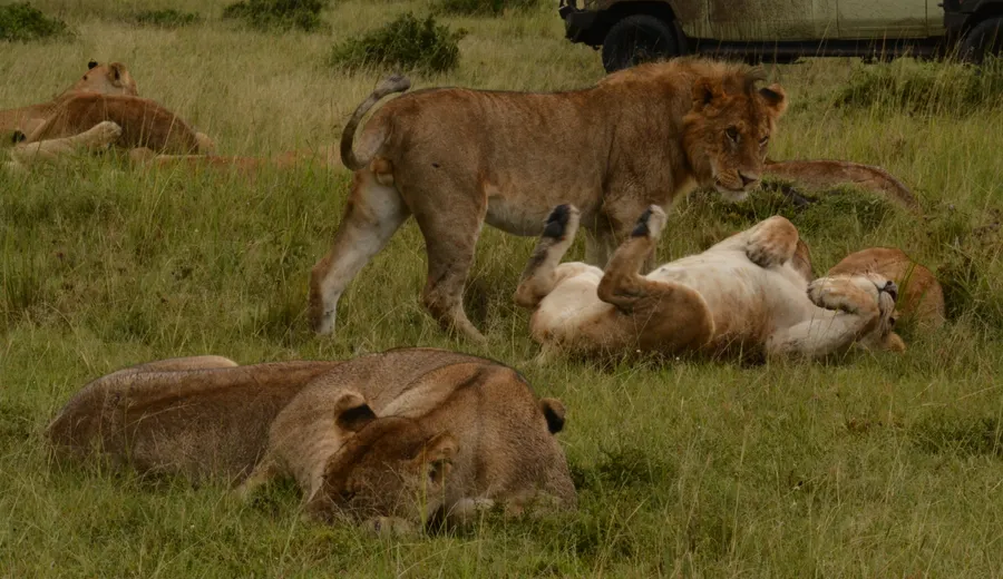 Masai Mara