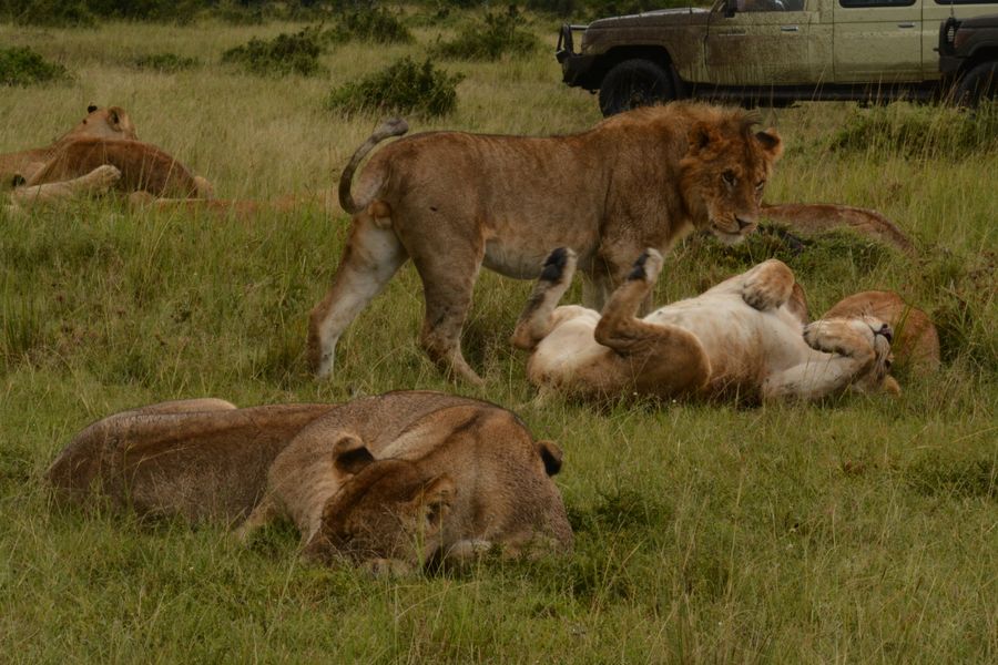 The Masai Mara & the Great Migration