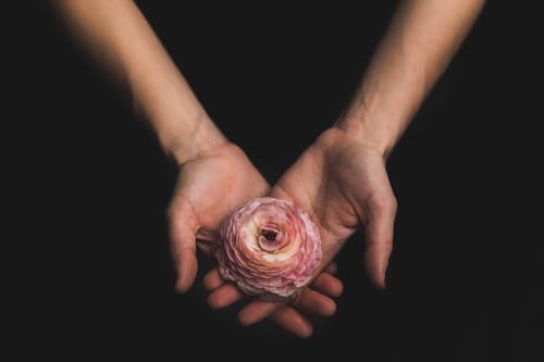 Free Person Holds Pink Flower With Both Hands Stock Photo