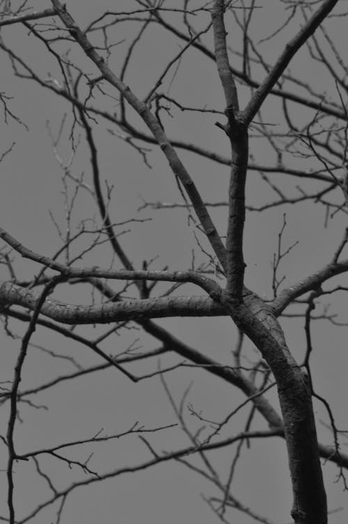Free stock photo of bw tree, winter tree Stock Photo