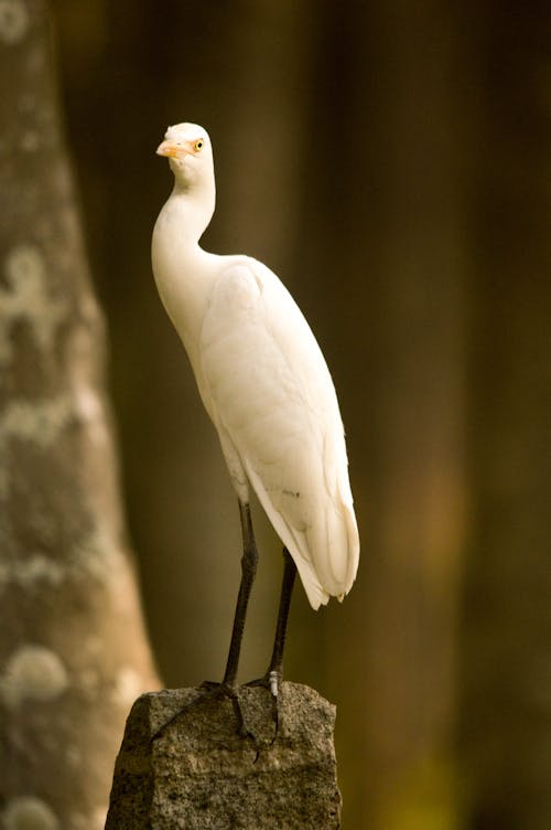 Foto profissional grátis de garça-vaqueira