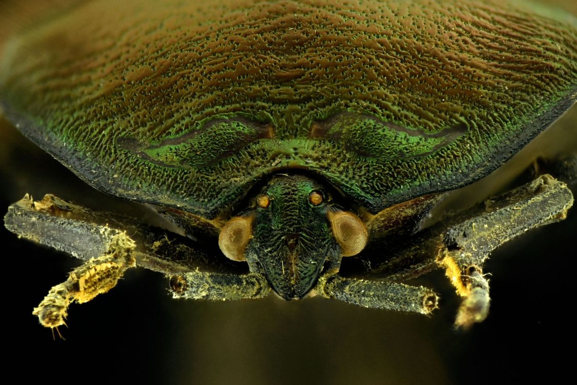 Bug Head Texture Close-up of a Green Shield Bug with Detailed Texture · Free Stock Photo
