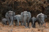 Gray Elephants Walking on Field