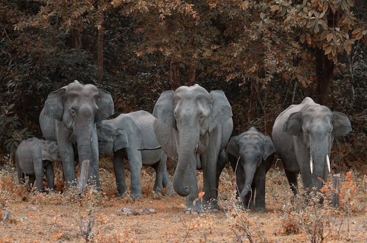 Gray Elephants Walking On Field