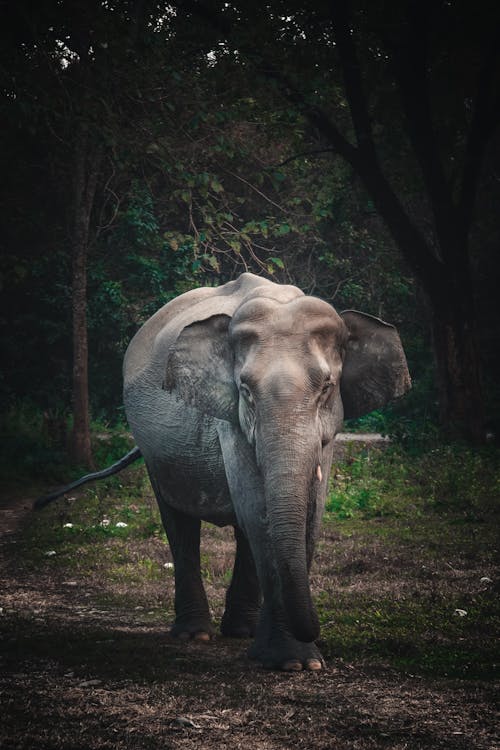 Elefante Grigio Che Cammina Sul Campo Di Erba Verde