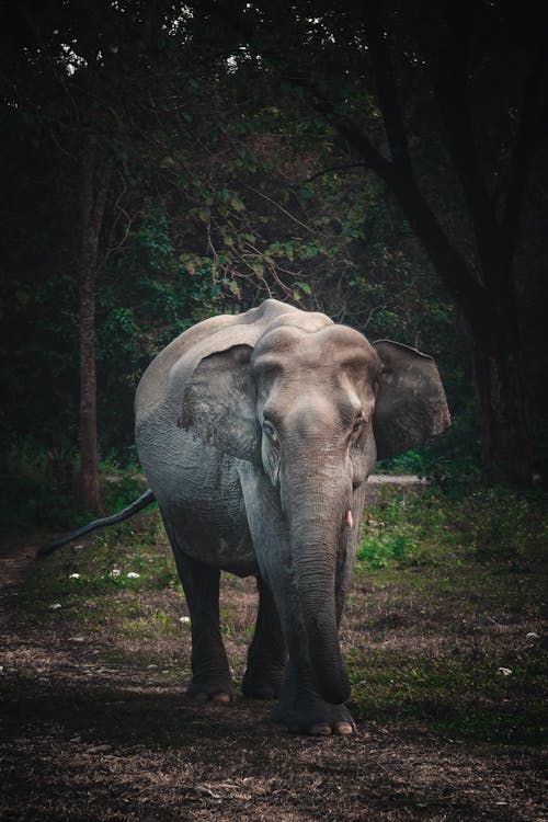 Grijze Olifant Lopen Op Groen Grasveld