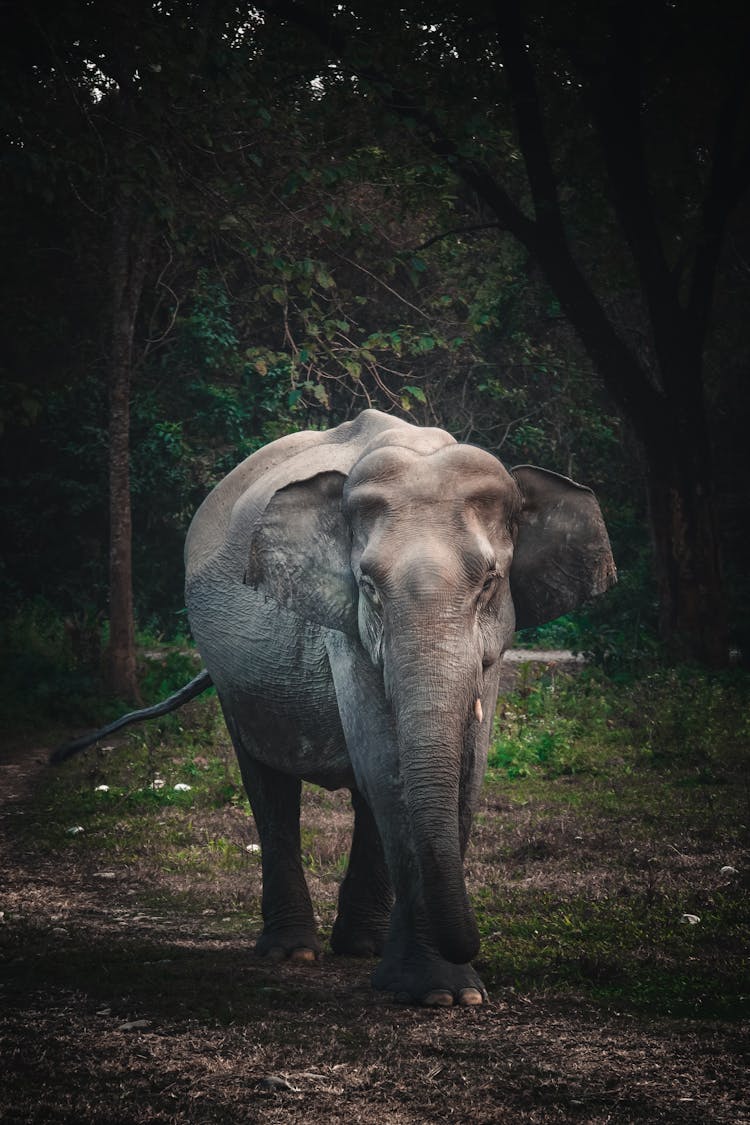 Grey Elephant Walking On Green Grass Field