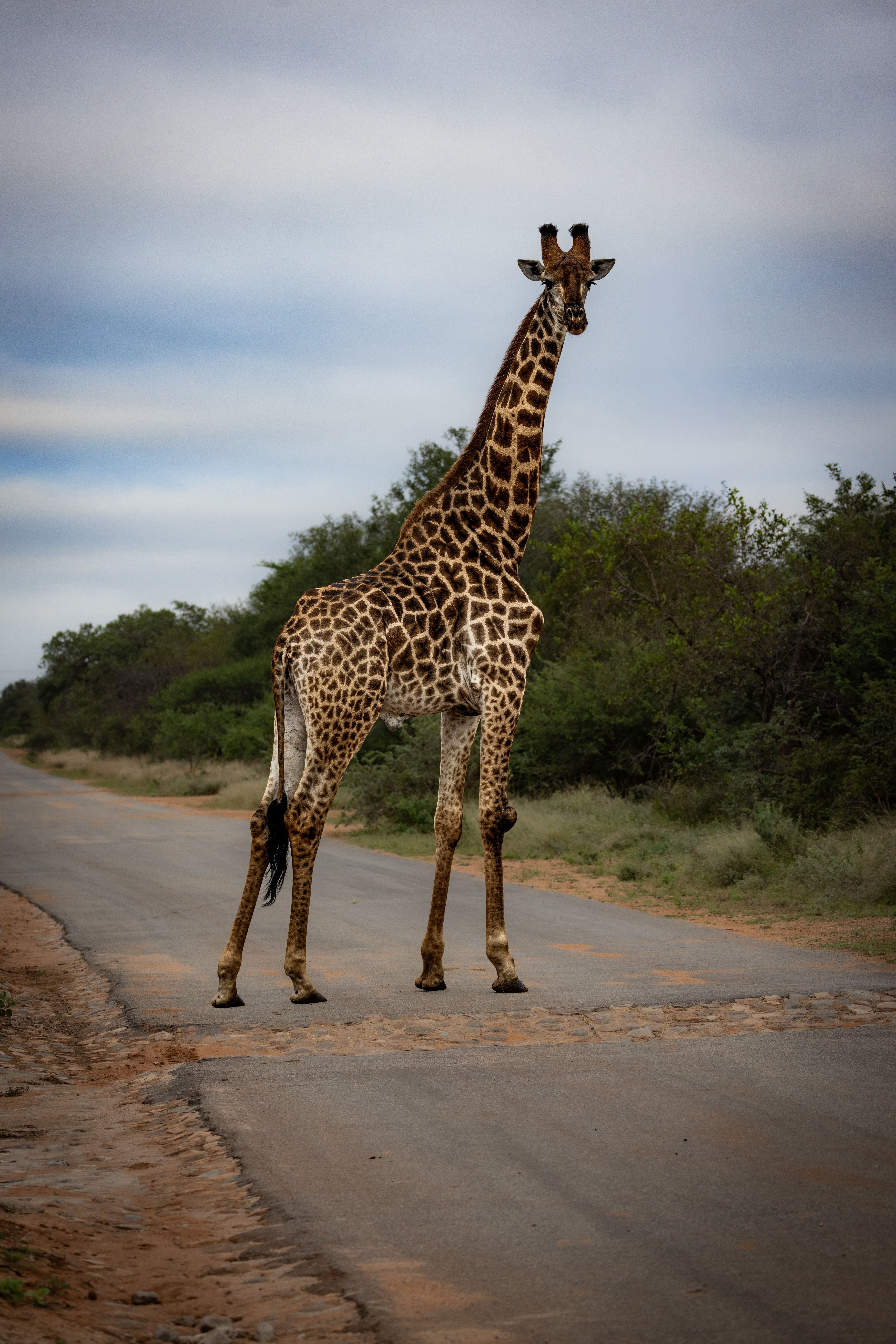 A giraffe gracefully stands on a road in the African savanna, showcasing its towering height and spotted coat.