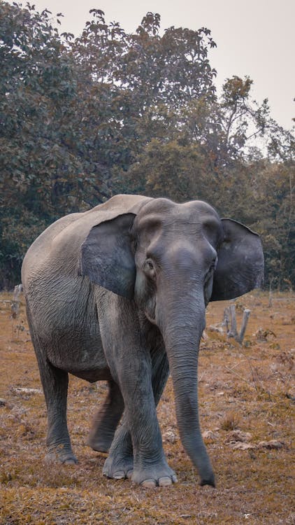 Free Gray Elephant Walking on Brown Grass Field Stock Photo
