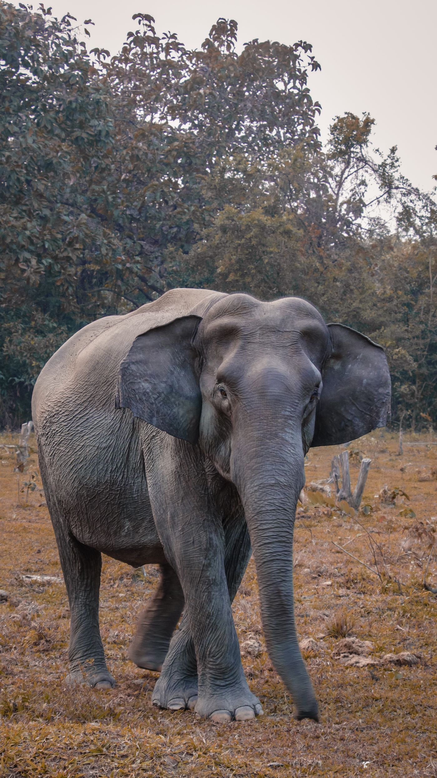 An African elephant walking across dry, pale grassland with woodland behind — typical dry-season conditions.