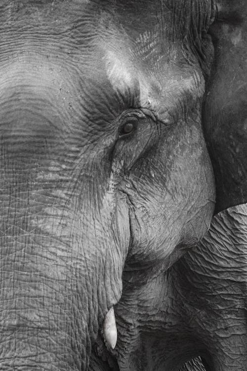 Kostenlos Grauer Elefant Stock-Foto