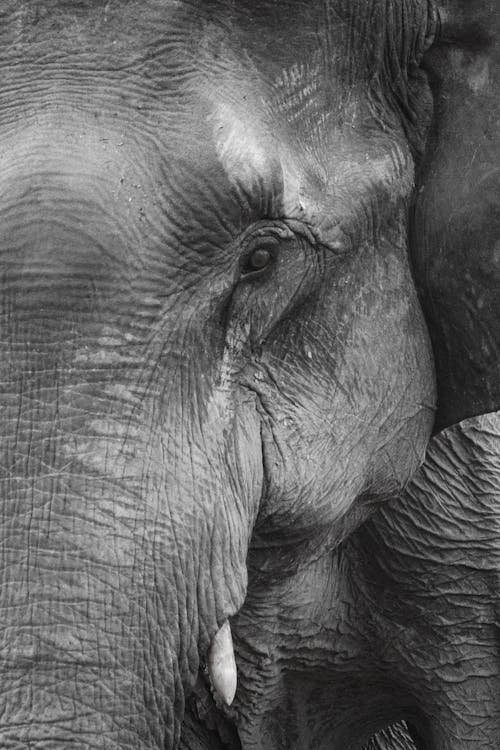 Free Gray Elephant  Stock Photo