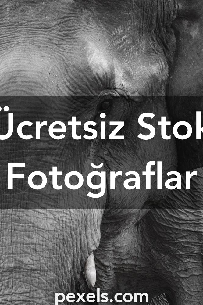 En İyi 2.000+ #elephant Fotoğrafı · Tamamen Ücretsiz İndirin · Pexels Stok  Fotoğrafları