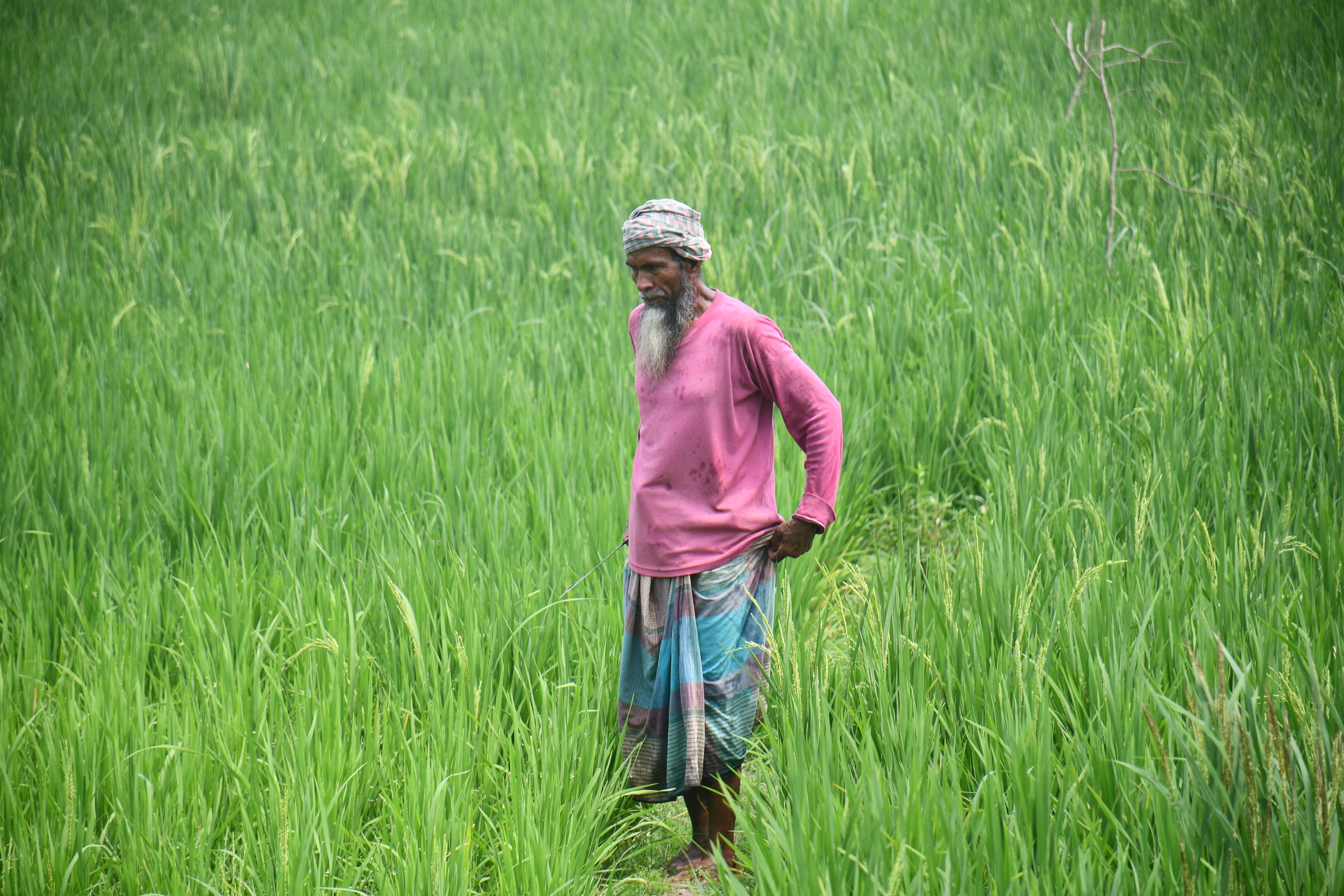গ্রামবাংলার ধানক্ষেতে একজন কৃষক