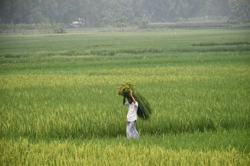 Free A farmer carries freshly harvested rice in lush green fields of Rangpur, Bangladesh. Stock Photo