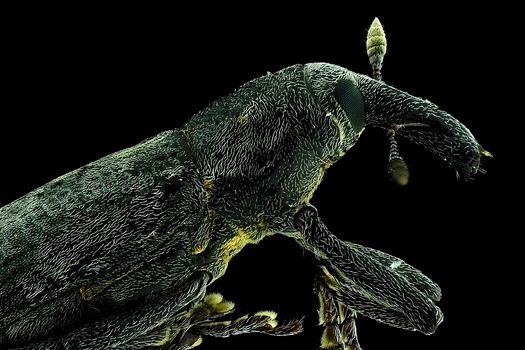 Detailed macro image of a weevil insect showcasing its unique texture and features.