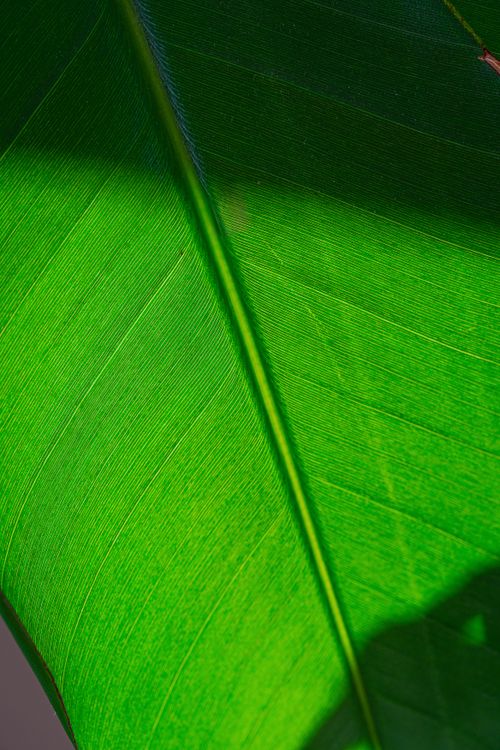 Free A detailed macro shot of a lush green leaf, highlighting its vivid veins and texture. Stock Photo