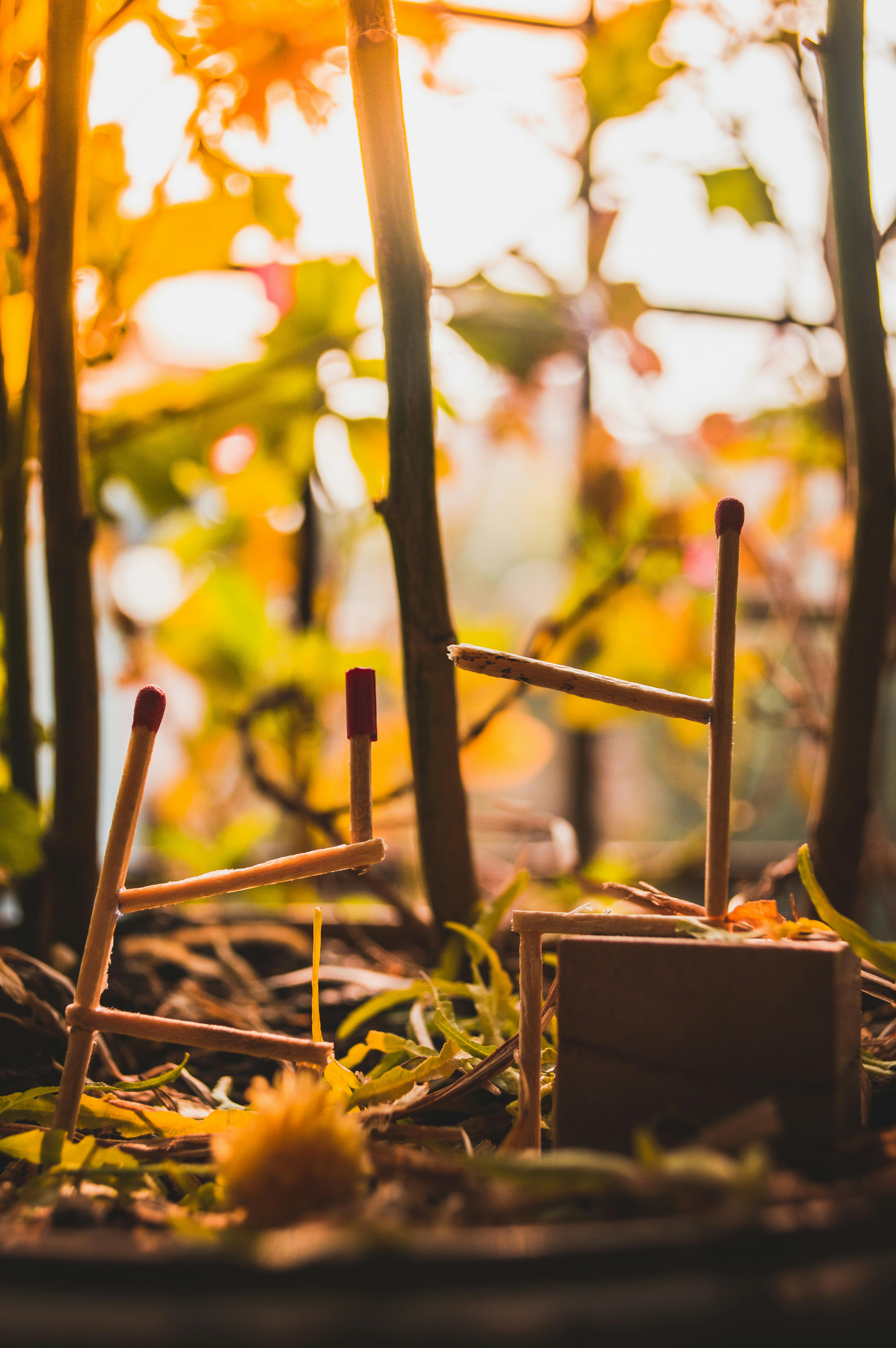 秋天，公园里一棵树干细、绿叶鲜艳的树附近的草地上，散落着一些安全火柴