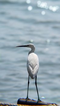 bird photo