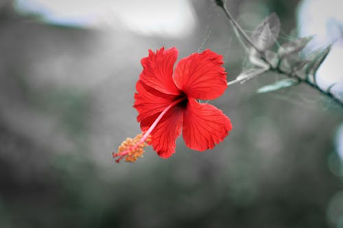 Red Hibiscus In Bloom