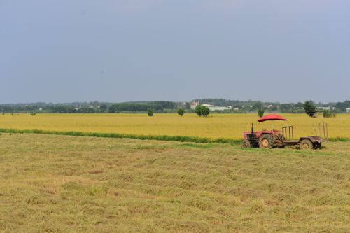 Free A tractor with red umbrella sits in a tranquil wheat field under a clear sky. Stock Photo