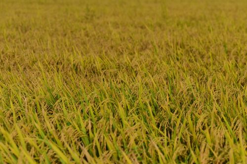 Free Vast golden rice field ready for harvest, showcasing autumn's abundance. Stock Photo
