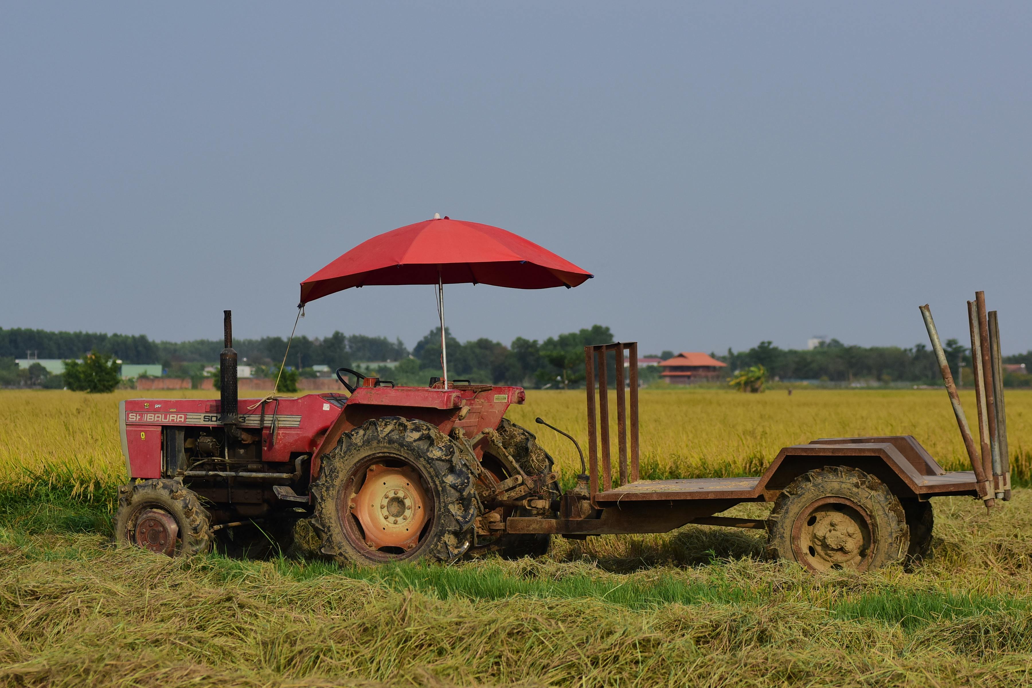 Red Shibaura tractor with trailer in a lush rice field, showcasing rural life during summer season.