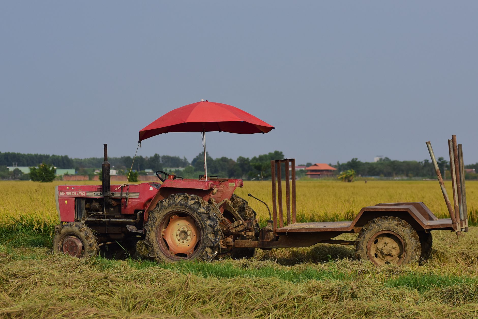 Red Shibaura tractor with trailer in a lush rice field, showcasing rural life during summer season.