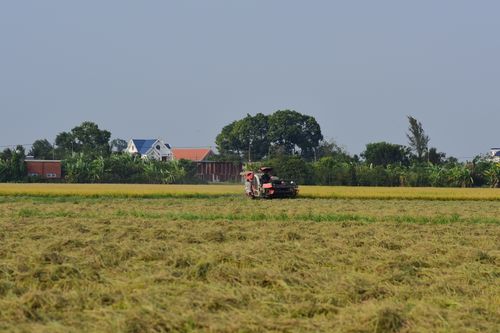 Free A combine harvester working in a green farm field with houses and trees in the background. Stock Photo