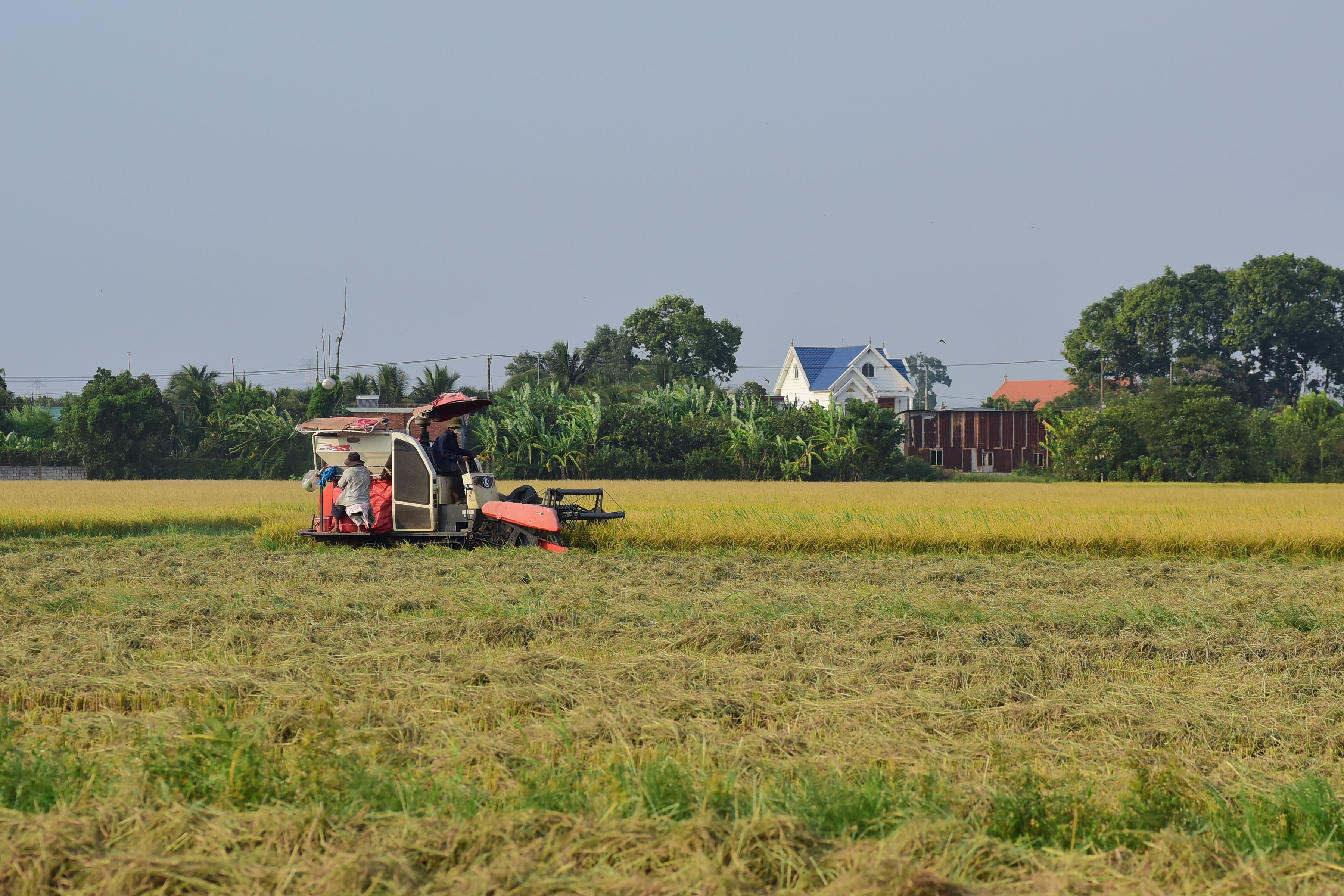 Rice Field Harvesting with Combine Harvester · Free Stock Photo