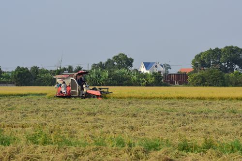 Free A combine harvester working in a lush rice field during daytime. Stock Photo