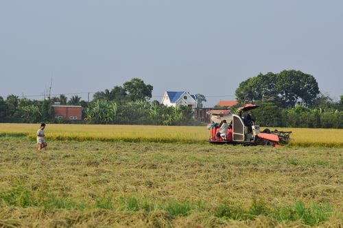 Free Combine harvester at work in a lush rice field, capturing the essence of rural agriculture. Stock Photo
