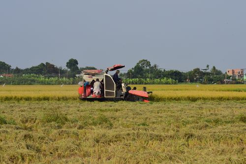 Free Farmers using machinery to harvest ripe rice in an expansive field under clear skies. Stock Photo