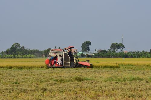 Free Combine harvester in a rural field reaping golden rice on a sunny day. Stock Photo