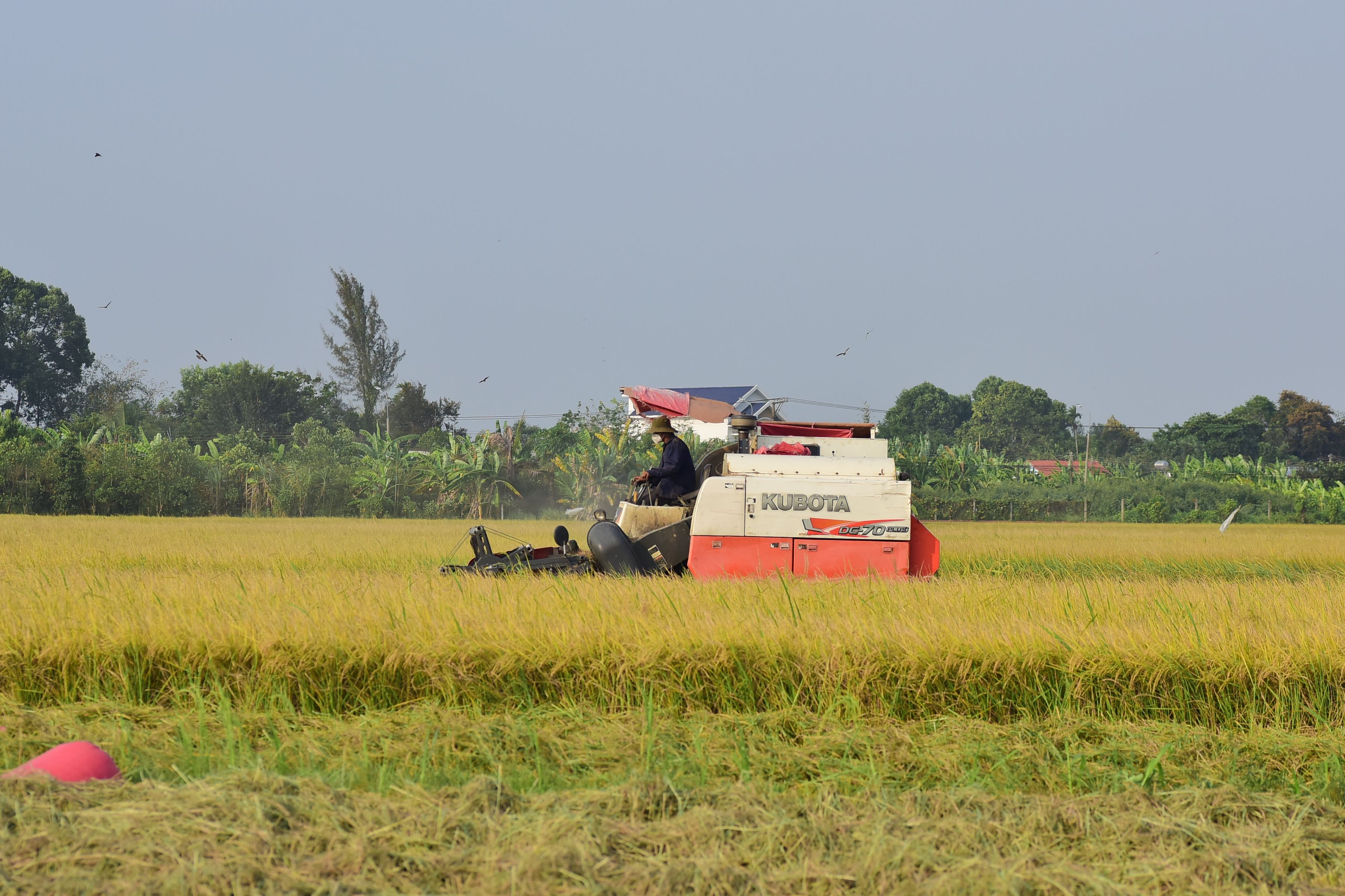 Rice Field Harvesting with Combine Harvester · Free Stock Photo