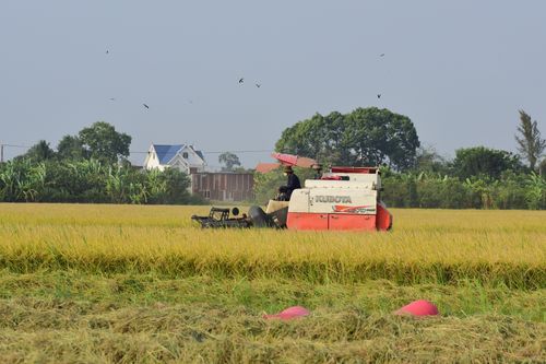 Free Combine harvester working in a lush rice field during harvest season under a clear sky. Stock Photo