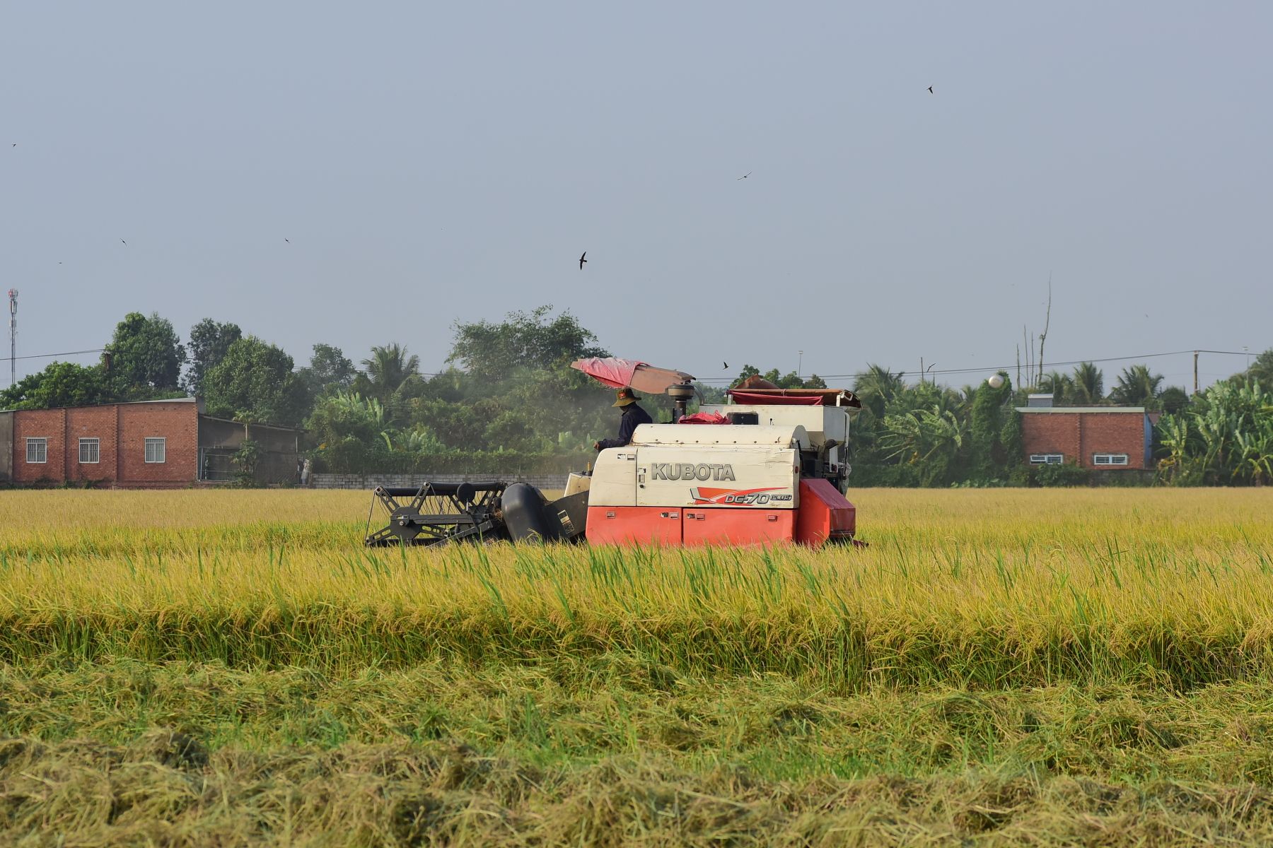 Farmers working in rice field