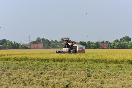 Free A combine harvester operates in a vast rice field on a sunny day, showcasing modern agriculture. Stock Photo