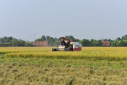 Free A combine harvester working in a lush rice field under clear blue sky. Stock Photo