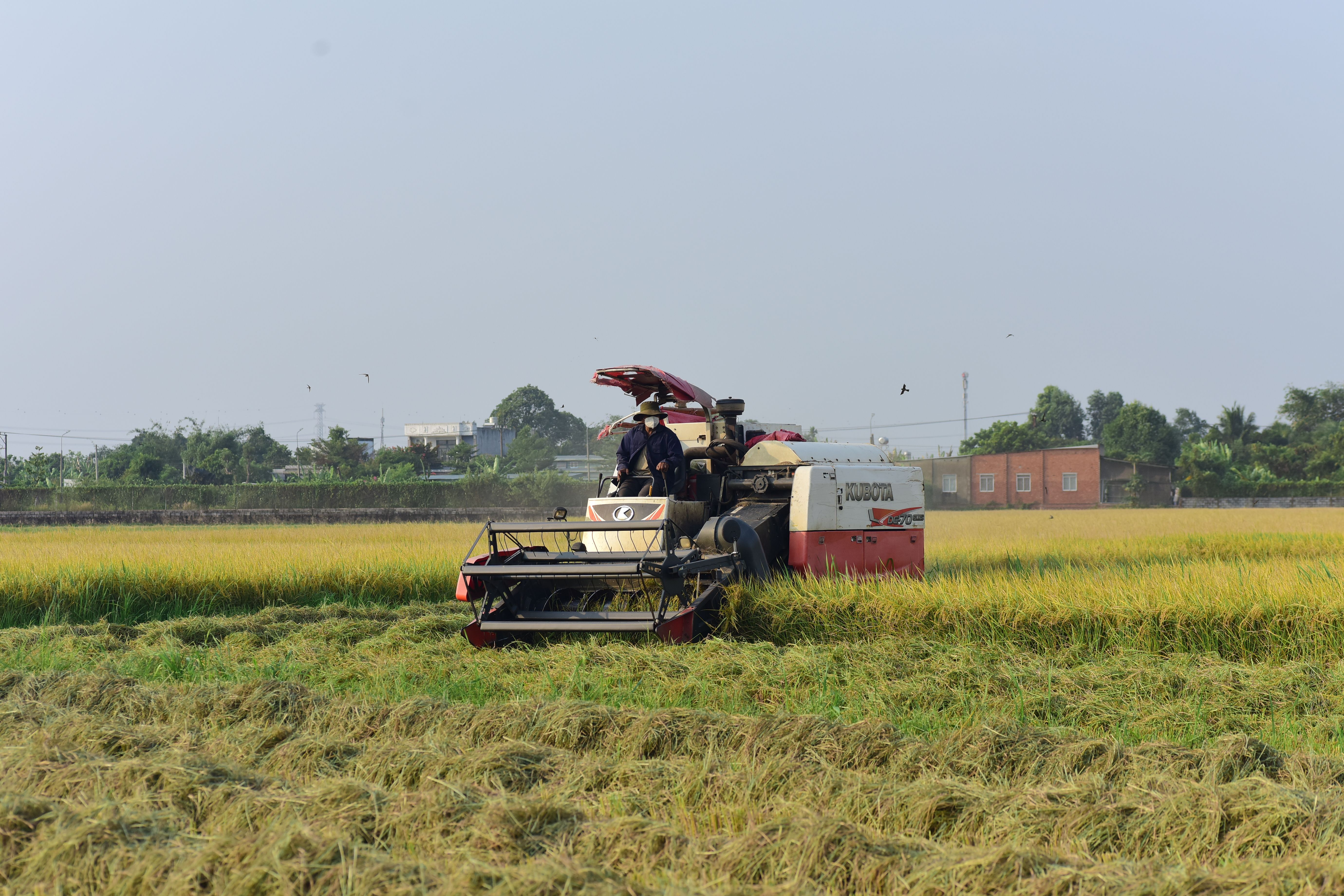 Modern Harvester Machine in a Sunny Rice Field