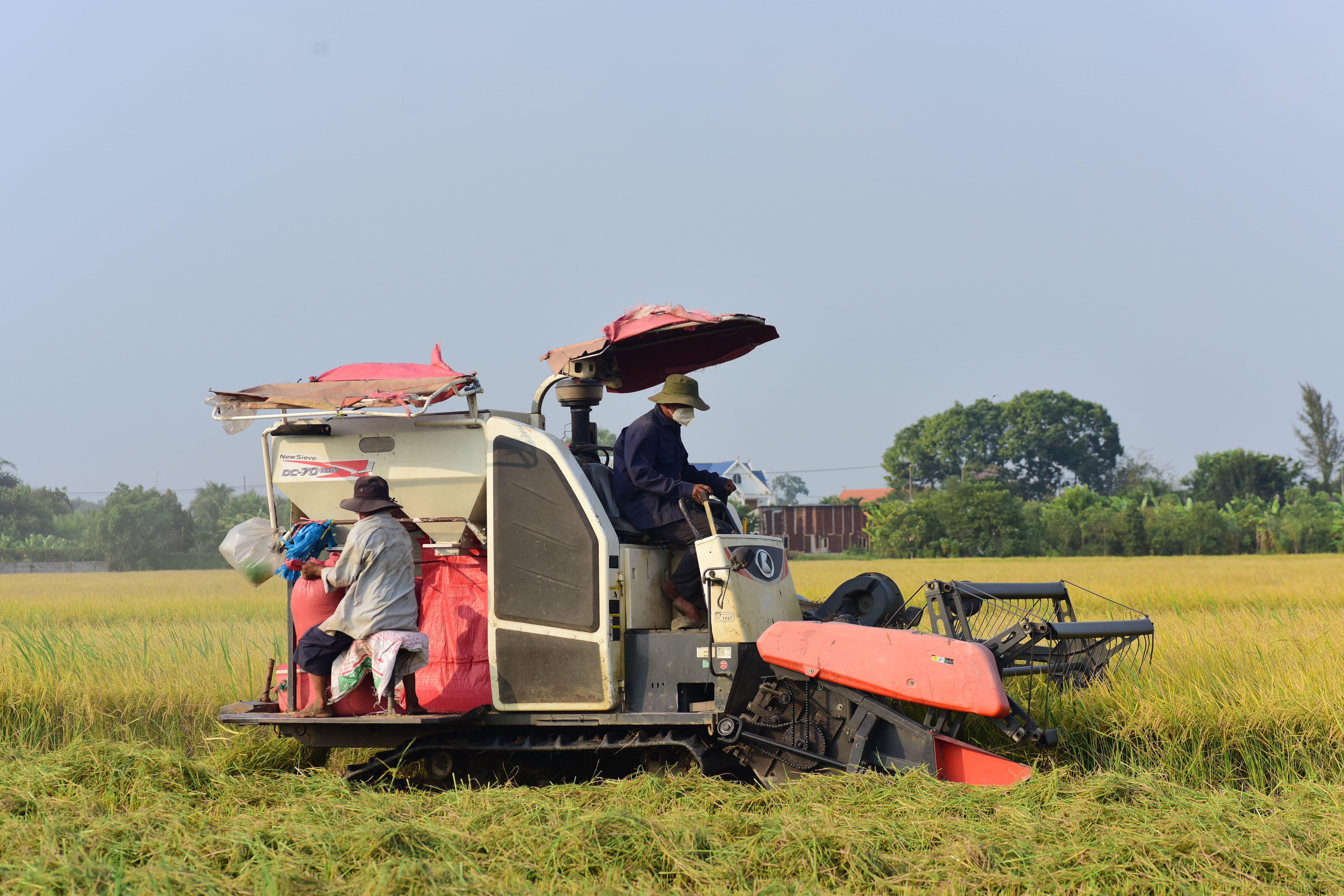 Farmers Operating a Rice Harvester in Field